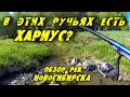 В этих ручьях Есть Хариус? Обзор рек Новосибирска. Рыбалка на Хариуса