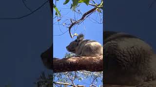 Peter The Koala Bellowing