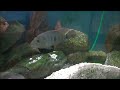 Tire Track eel - One Years Old (HD)
