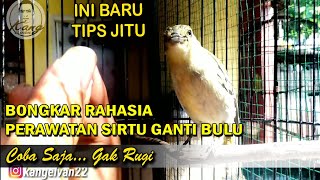 PROVEN TIPS FOR CARING FOR MOLTING SIRTU BIRDS