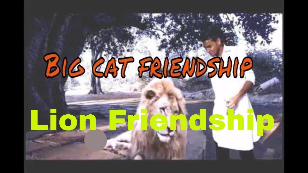 Humans Amazing Friendship With Lion