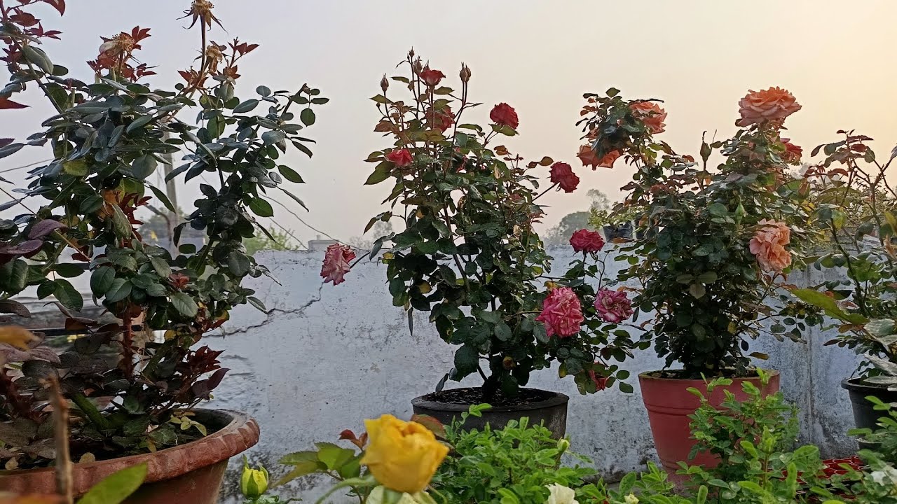 Rose Garden overview
