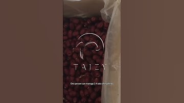Automatic Medjool Date Cherry Seed Removing Machine | Jujube Pitting Machine