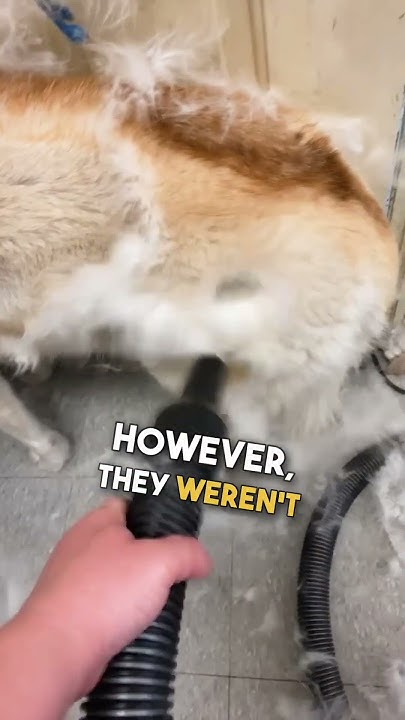 i-sneezed-3-times-just-looking-at-this-youtube