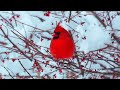 Relaxing Music for Stress Relief ❄️ Peaceful Winter Nature Ambience for Deep Calm