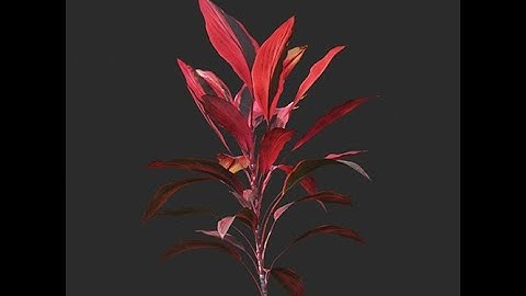 3DMAX - TREE ANIMATION - Cordyline_rubra - TYFLOW TUTORIALS