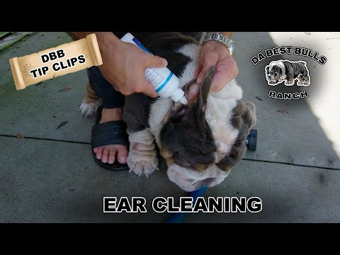 Ear Cleaning on your Dog / ear rinse, how to, deal with puppies ear infection