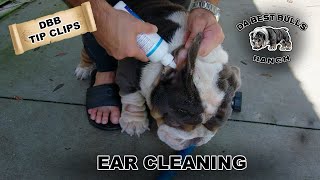 DaBestBulls Ear Cleaning on your Dog / ear rinse, how to, deal with puppies ear infection by DaBestBulls Ranch 1,463 views 1 year ago 7 minutes