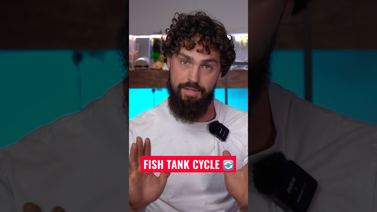 Aquarium Cycle Explained Without the Confusion #fishkeepinghobby #aquarium #fishroom #fishtank