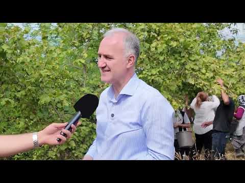 İnegöl fındığında hasat zamanı