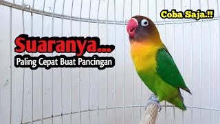 Lovebird Gacor Ngekek Panjang PALING CEPAT BUAT PANCINGAN, Sekali Dengar  Langsung NYAUT