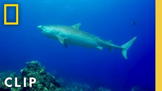 Scientists stumble upon a 12foot long male tiger shark | Sharks of the Bermuda Triangle