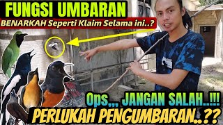 Ternyata Inilah Fungsinya  Untuk Murai Batu Kacer Cucak Ijo Tledekan Dll  Perlukah Umbaran
