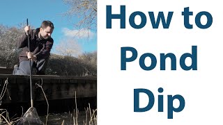 Pond Dipping - an in depth guide