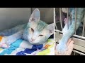 Animal Shelter Goes Viral When Cat With Blue Fur Has Everyone Worried