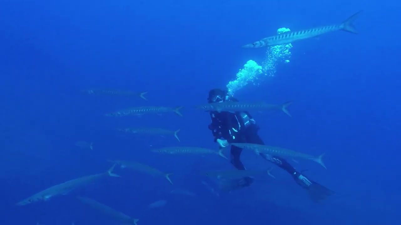 Ustica island dives in September 23