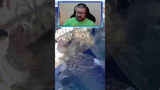 TIBURON COMIENDO UNA BALLENA EN EL OCEANO