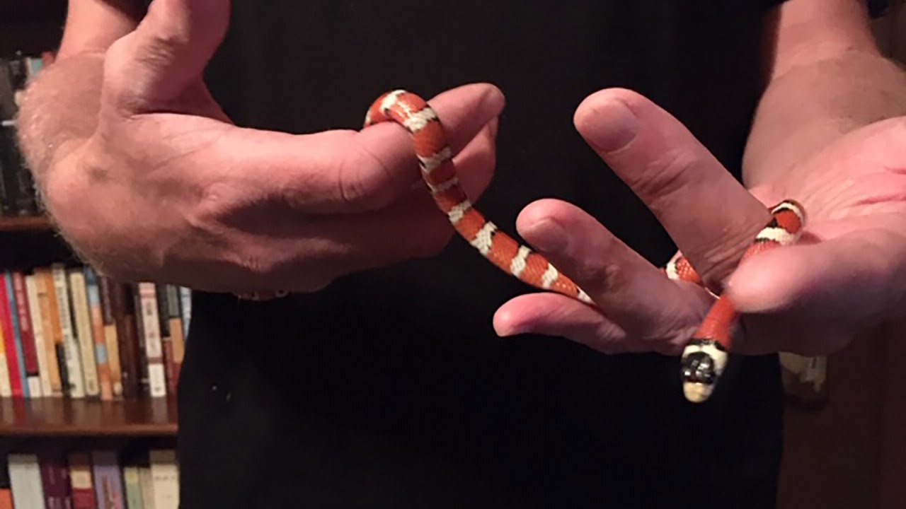 Arizona Mountain Kingsnake