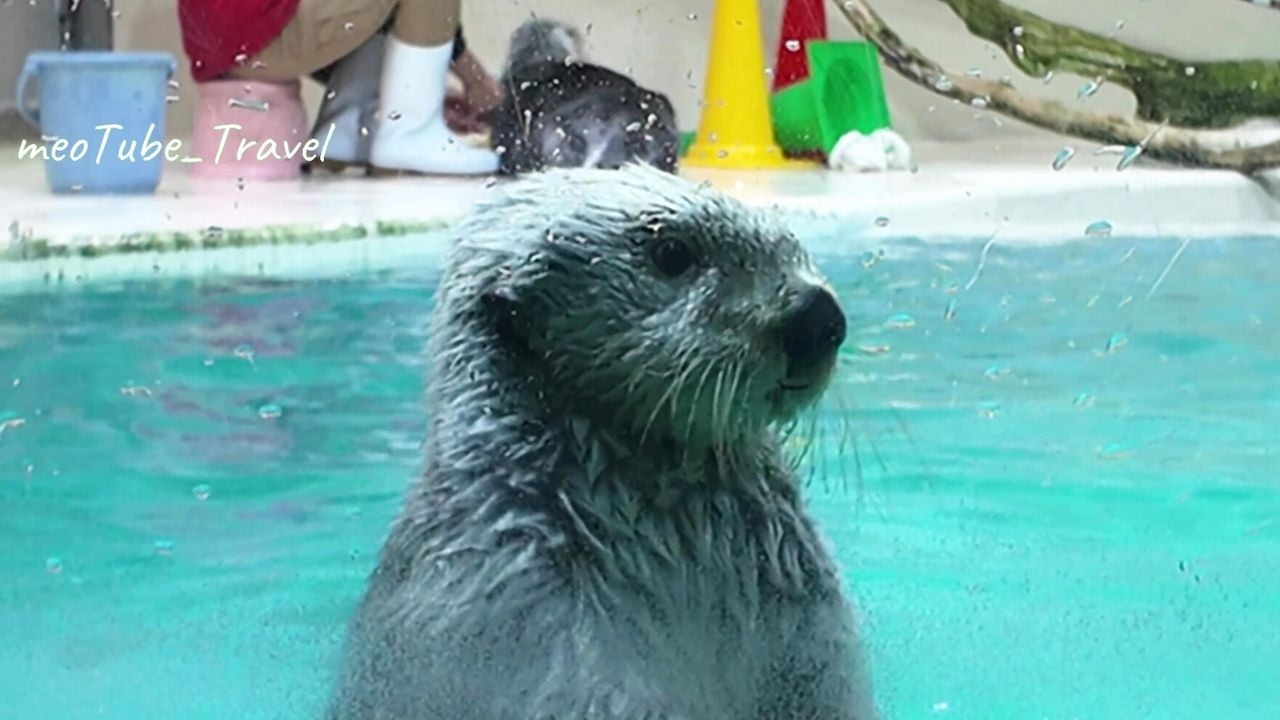 ラッコ キラちゃんの急接近⭐なでなでされるメイちゃん❤️ #鳥羽水族館 #seaotter #meoTube_Travel
