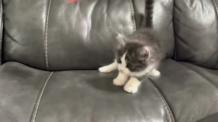 Black Smoke and White RagaMuffin Kitten Energy!