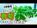 ペットボトルで水耕栽培｜春菊を種から40日間育ててみたら・・・