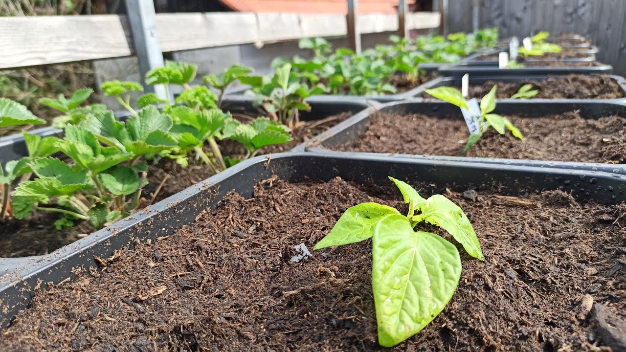 Exotischer Garten auf der Terrasse: So planst du ihn richtig