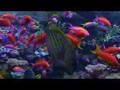 Aquariums - David Saxby's Reef Aquarium (extended version)