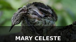 The Mary Celeste #Shorts