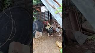sevel fight 😈😈🐓vs🐓👿👿