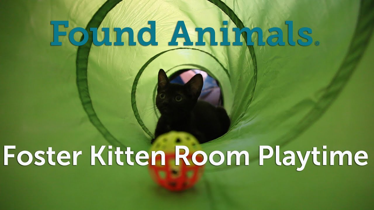 foster-kitten-room-playtime-youtube