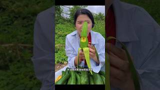 Fruit Farming View Part 680