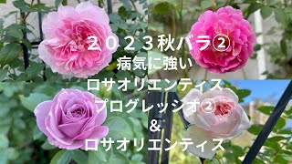 #13【2023年秋バラのご紹介②7品種】ロビンなどロサオリエンティスプログレッシオ追加分とロサオリエンティスなど