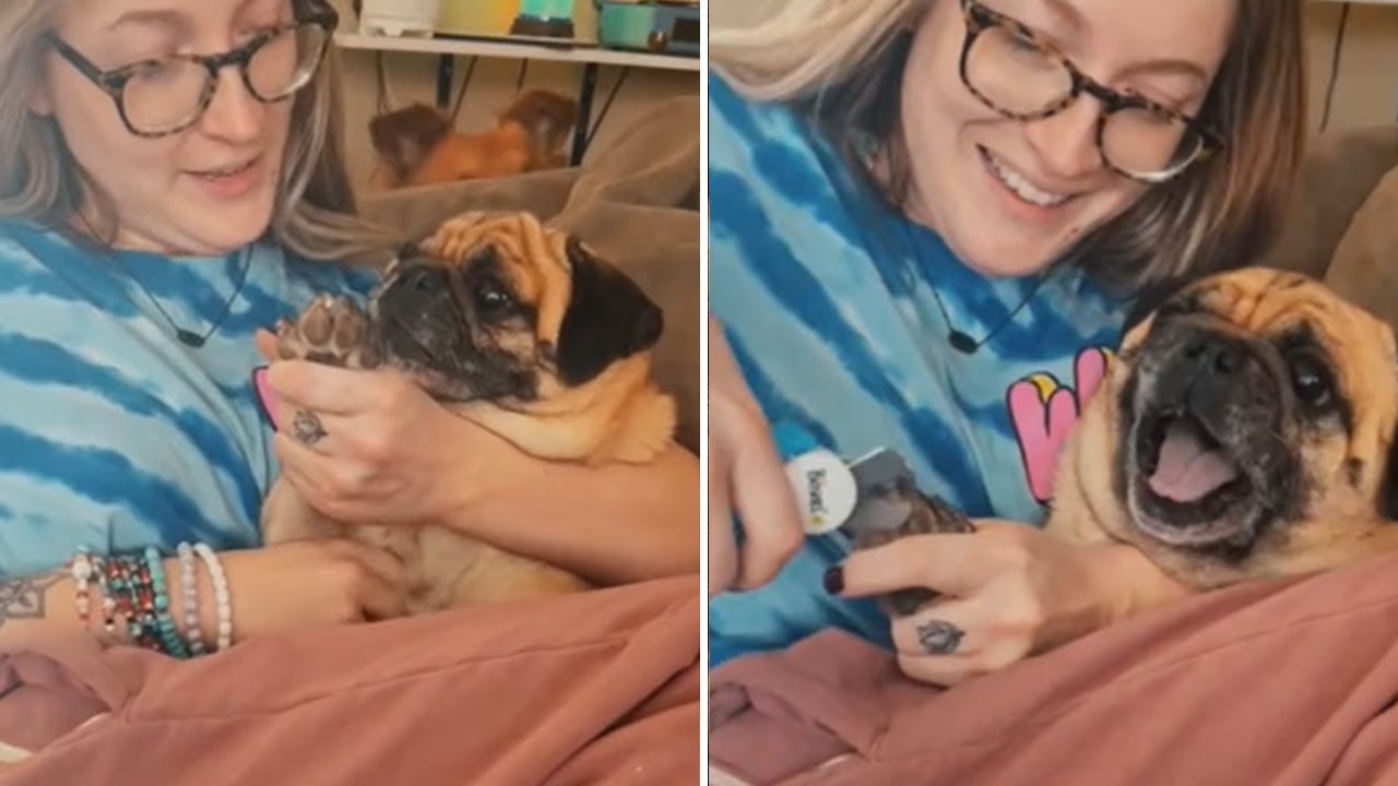 Have you ever seen dog this dramatic