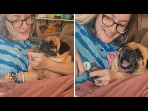 Have you ever seen dog this dramatic