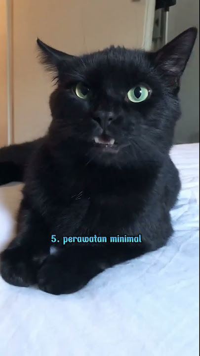 Fakta unik kucing bombay#shorts