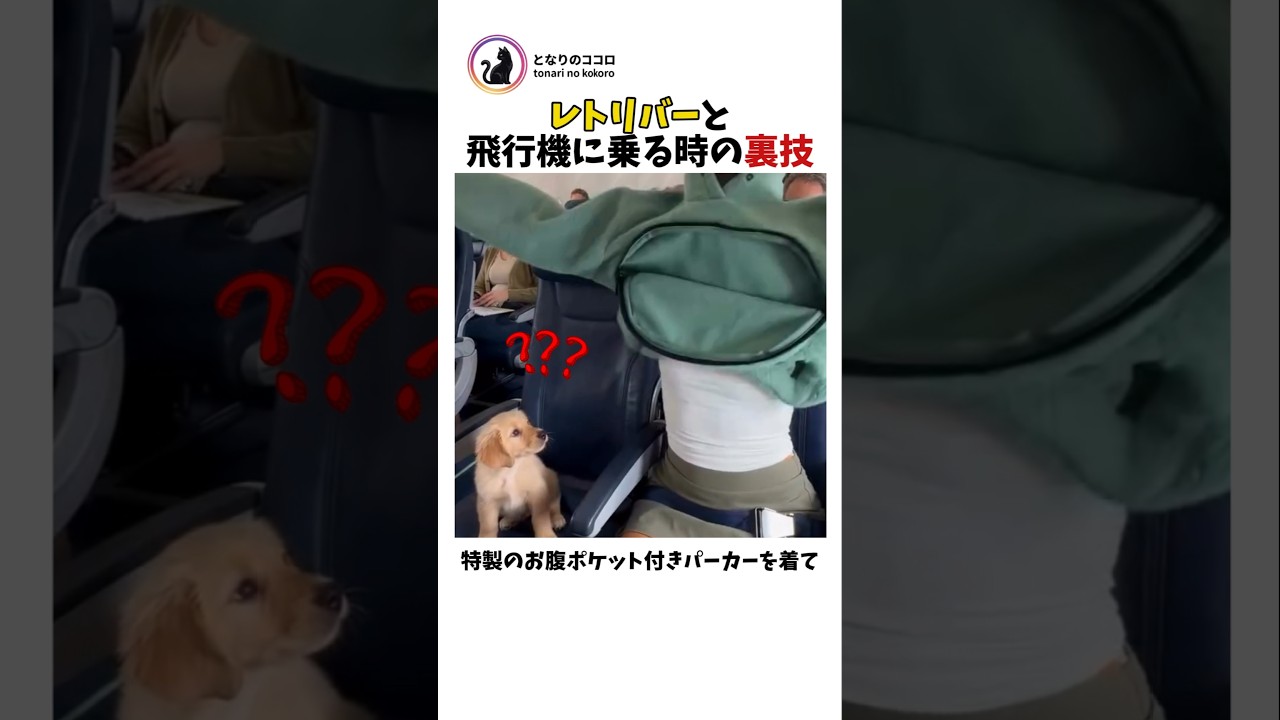 レトリバーと飛行機乗る時の裏技