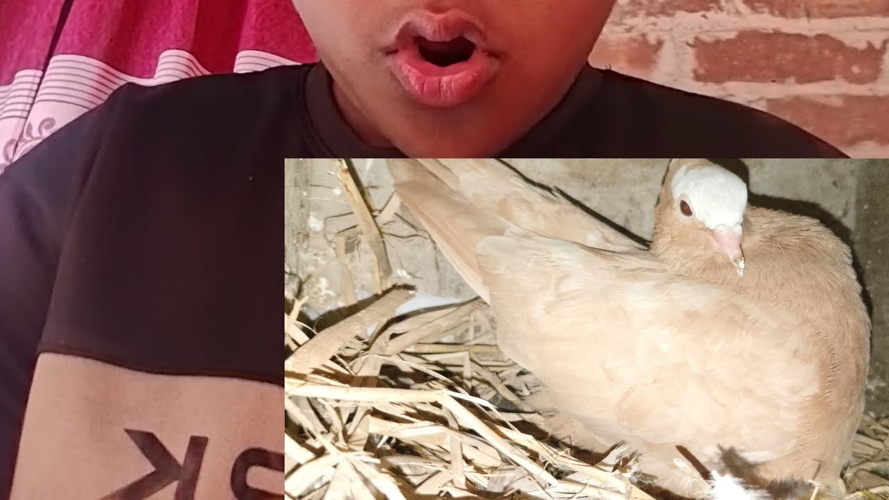 আজকে সকালে কবুতরের বাচ্চা দেখলাম 