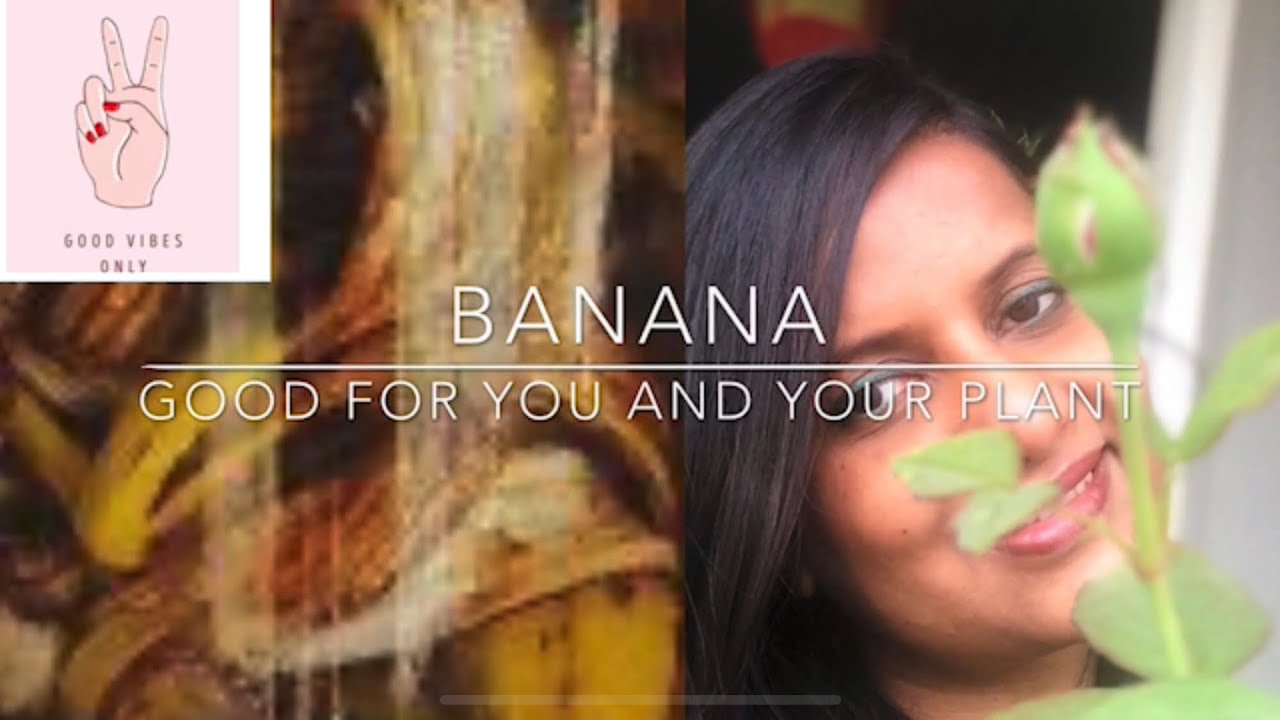 BananaGood For You And Plants Banana Peel Water Fertiliser YouTube