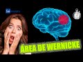 QUÉ ES EL ÁREA DE WERNICKE - Explicado en un minuto