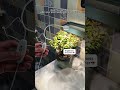 Plant parent hack alert! 🚨 #sansi #plants #houseplants
