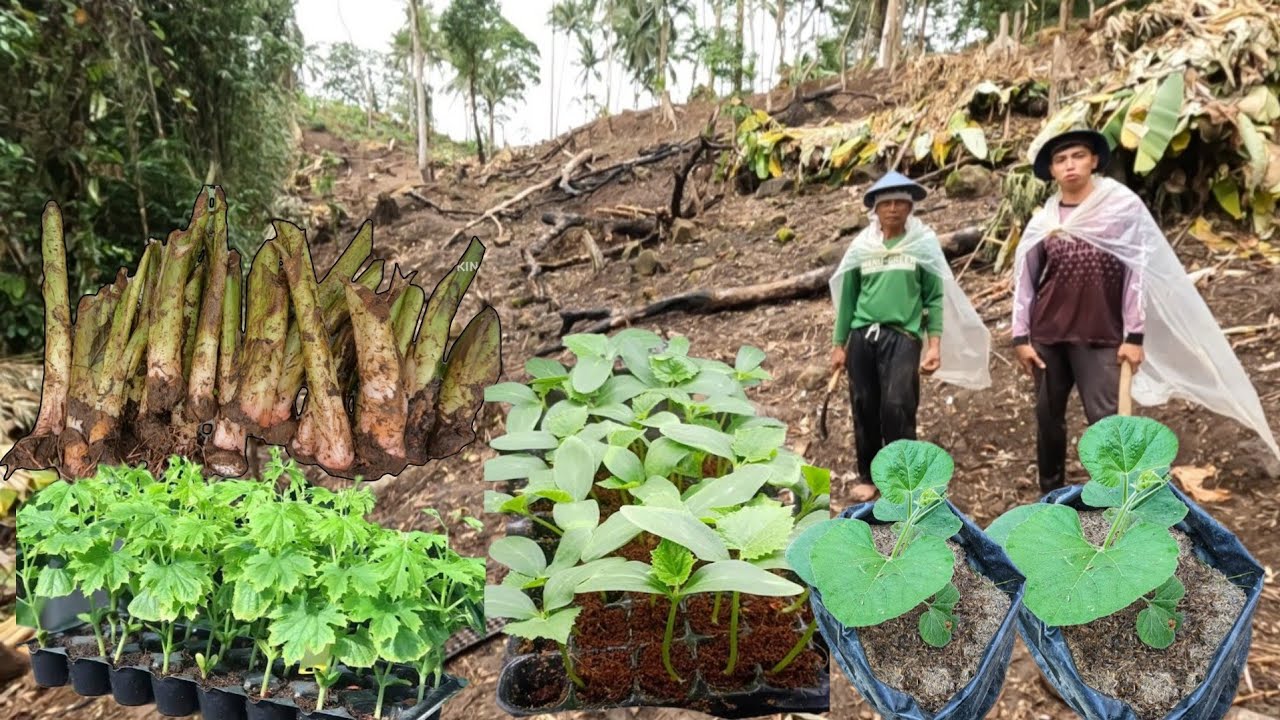 IBAT IBAT IBANG HALAMAN GULAY ANG ITINANIM NATIN SA AREA #3 