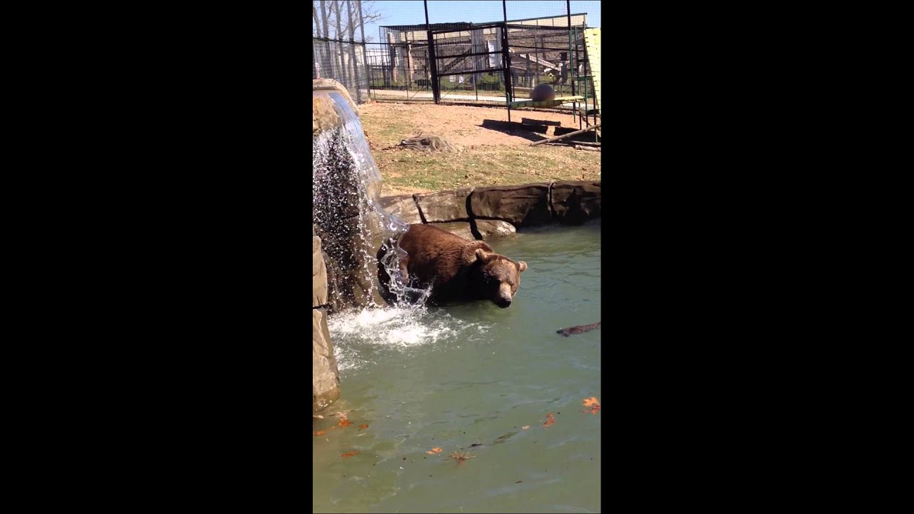 leopard print Swimming Grizzly Bear