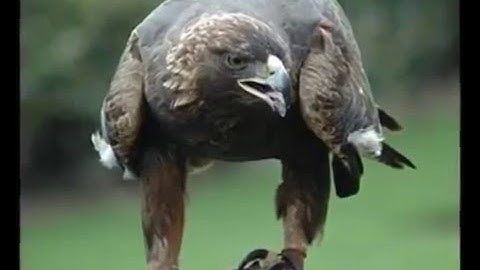 سعد الغامدي سورة الملك