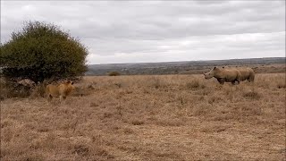 Rhinos Force Male Lion To Evict His Spot