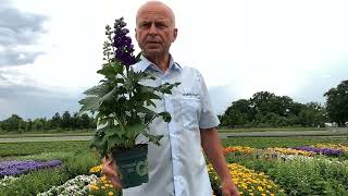 Delphinium Delphina Dark Blue Black