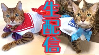 【生配信11/1】ハロウィン没コス生配信🎃