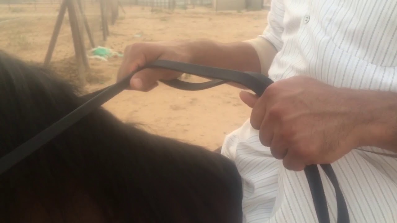 من مقاطع دوراتي التعليمية في ركوب الخيل / طرق وأساليب مسك العنان أو اللجام .