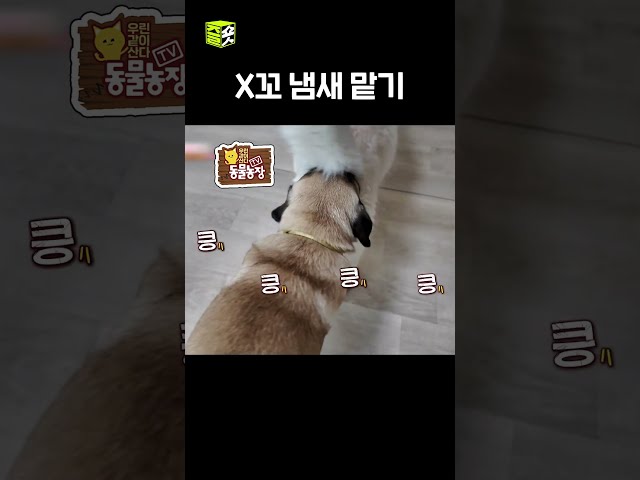 얼굴이 너무 깊숙한데..? #TV동물농장 #우와한비디오 #우와비 #shorts