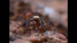 Eciton Army Ants