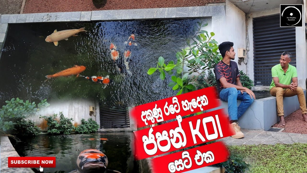 දකුණු රටේ හැදෙන ජපන් KOI සෙට් එක | Japanese Koi In Srilanka | The Fishyflex